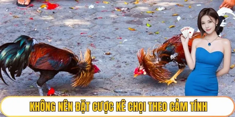 Không nên đặt cược kê chọi theo cảm tính
