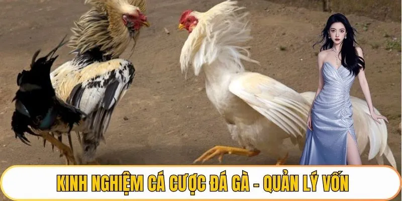 Kinh nghiệm cá cược đá gà - Quản lý vốn