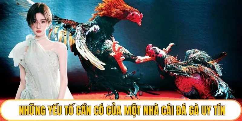 Những yếu tố cần có của một nhà cái đá gà uy tín